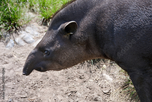 Close-up of tapir walking on path surrounded vegetation highlighting the texture of its skin and natural environment. Concept conservation planet's rarest animals, live eco-friendly free-range habitat