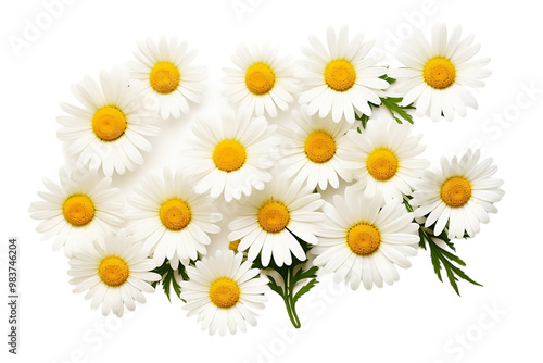 Fresh chamomile floral arrangement