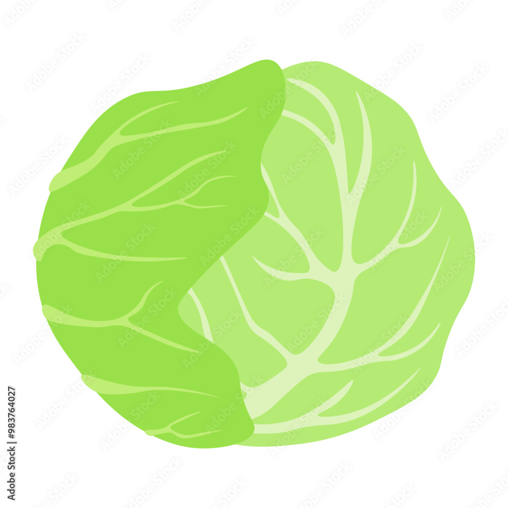 cabbage vegetables icon vector illustration cabbage vegetables icon vector illustration