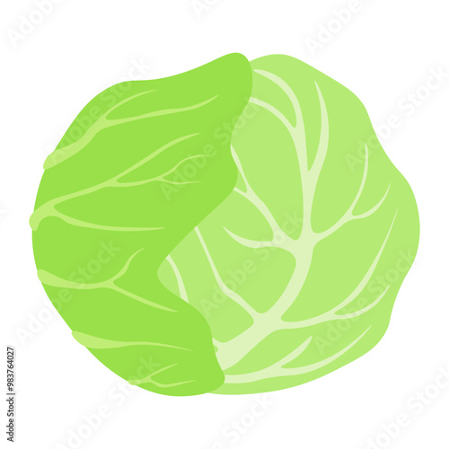 cabbage vegetables icon vector illustration
