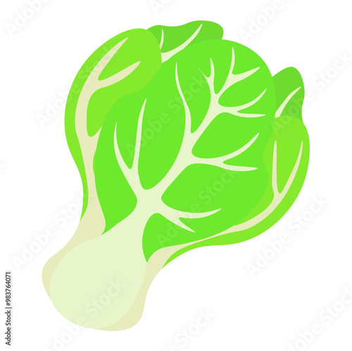 Chinese cabbage vegetables icon vector illustration
