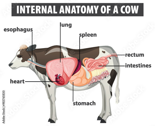 Internal Anatomy of a Cow