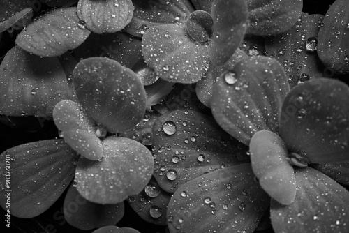 Pistia, water cabbage or water lettuce, and aquatic plant, floting on water.