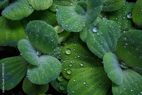 Pistia, water cabbage or water lettuce, and aquatic plant, floting on water.