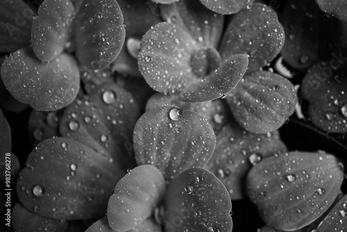 Pistia, water cabbage or water lettuce, and aquatic plant, floting on water.
