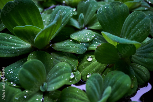 Pistia, water cabbage or water lettuce, and aquatic plant, floting on water.