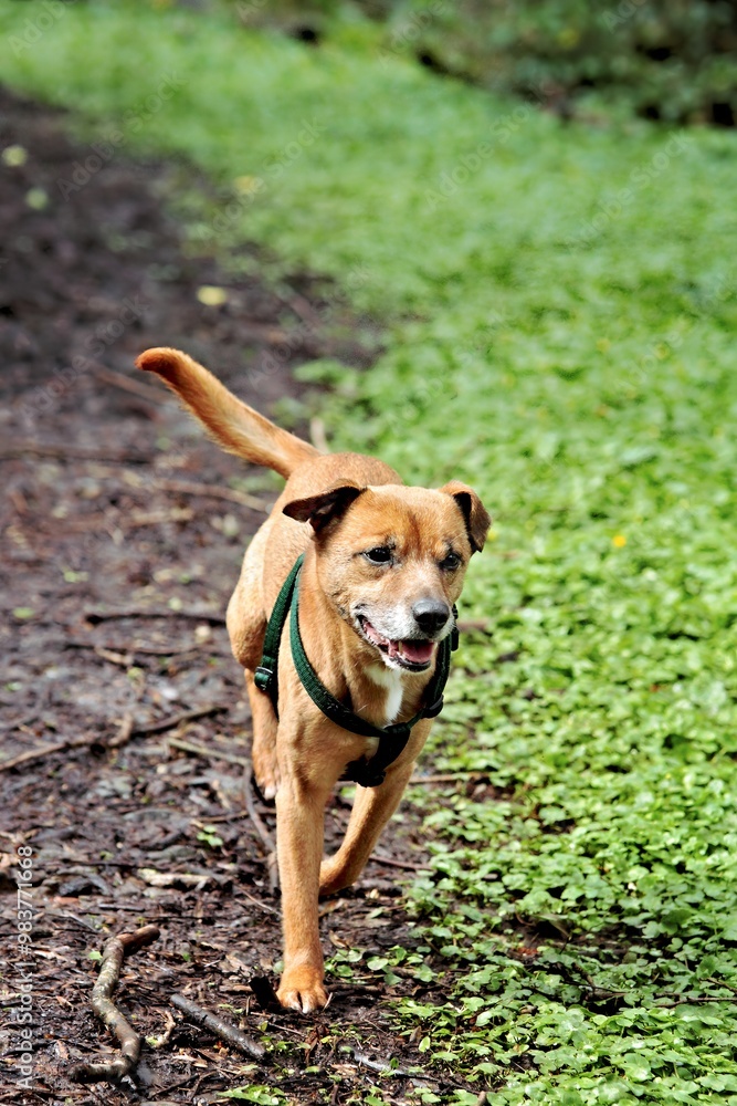 A happy dog running on a path surrounded by greenery. A happy dog running on a path surrounded by greenery.