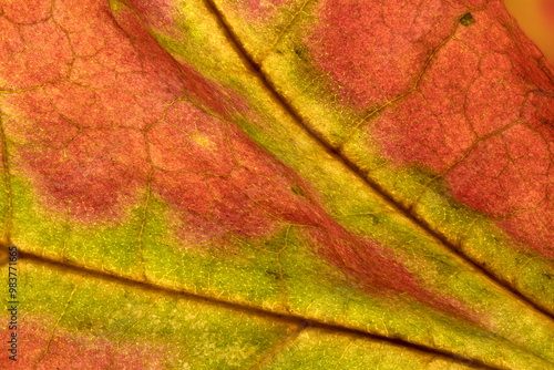 Wallpaper Mural Detail of a fall leaf Torontodigital.ca