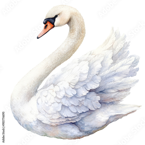 Fototapeta Naklejka Na Ścianę i Meble -  A beautiful white mute swan swims gracefully.