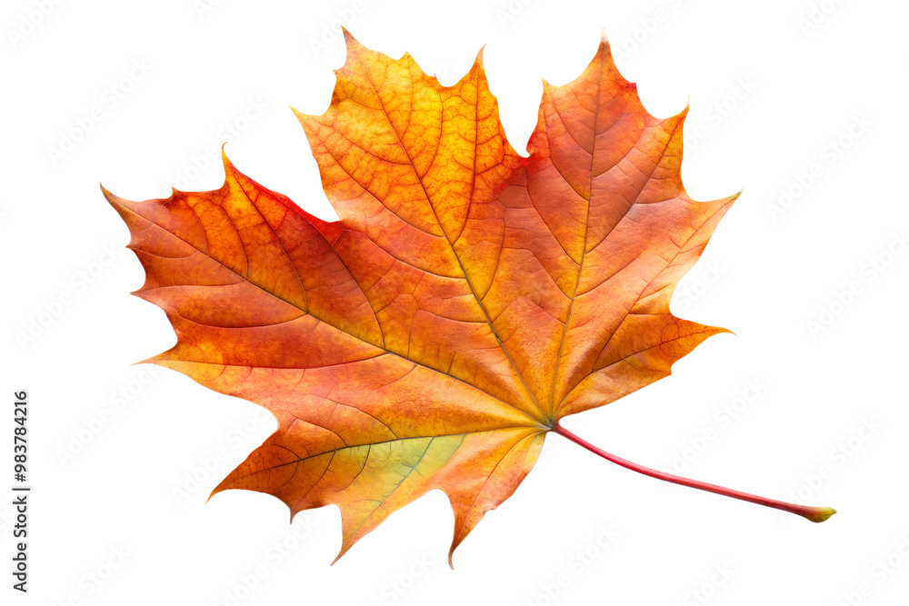 Single autumn maple leaf in vibrant colors isolated on transparent background Single autumn maple leaf in vibrant colors isolated on transparent background
