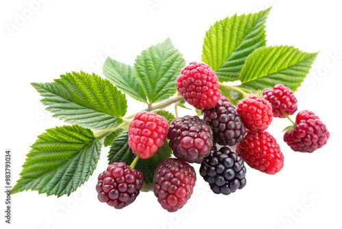 Branch with fresh red raspberries and black blackberries