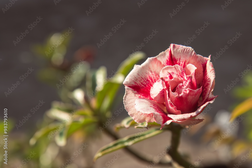 Close-up a beautiful pink and white Adenium flower in bloom in natural sunlight. stunning desert rose variety is known for its vibrant colors and hardy nature. elegant contrast of colors, soft petals Close-up a beautiful pink and white Adenium flower in bloom in natural sunlight. stunning desert rose variety is known for its vibrant colors and hardy nature. elegant contrast of colors, soft petals