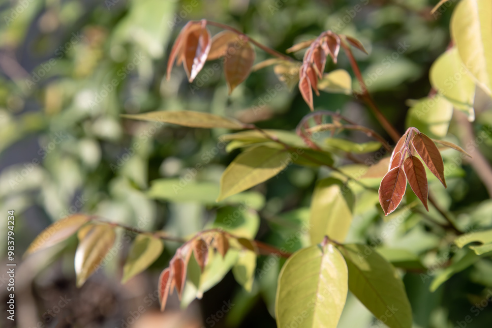 Young glossy brown leaves in soft sunlight, showcasing vibrant greenery and natural textures. Fresh leaves emerging in soft. lighting Perfect for themes related to nature, growth, botanical details. Young glossy brown leaves in soft sunlight, showcasing vibrant greenery and natural textures. Fresh leaves emerging in soft. lighting Perfect for themes related to nature, growth, botanical details.
