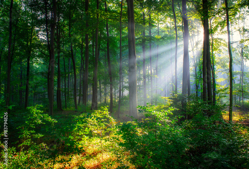 Beautiful sunny morning in green forest