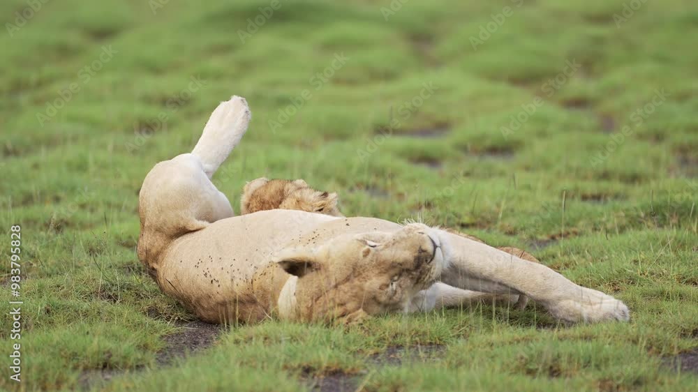 Lion Cubs Suckling on Mother Lioness in Serengeti National Park in Tanzania in Africa, Young Baby Lions Cub Feeding via Suckle for Milk on African Wildlife Safari Animals, Amazing Animal Behaviour Lion Cubs Suckling on Mother Lioness in Serengeti National Park in Tanzania in Africa, Young Baby Lions Cub Feeding via Suckle for Milk on African Wildlife Safari Animals, Amazing Animal Behaviour