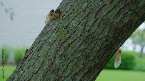 Cicadas emerging from ground and go up the tree trunk. Close up view shot photo