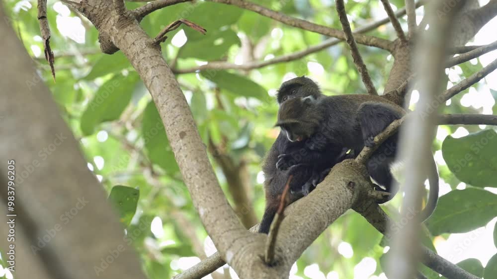 Slow Motion Monkeys Climbing a Tree in Africa in Kilimanjaro National Park in Tanzania on an African Wildlife and Animals Safari, Blue Monkey on a Tree Branch in a Forest on Branches Slow Motion Monkeys Climbing a Tree in Africa in Kilimanjaro National Park in Tanzania on an African Wildlife and Animals Safari, Blue Monkey on a Tree Branch in a Forest on Branches