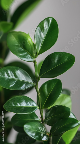 Close-up of glossy green leaves of indoor plant, minimalistic natural decor with copy space