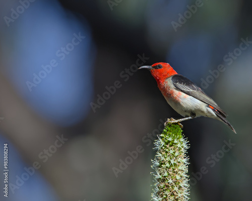 Scarlet Myzomela
(Myzomela sanguinolenta) photo