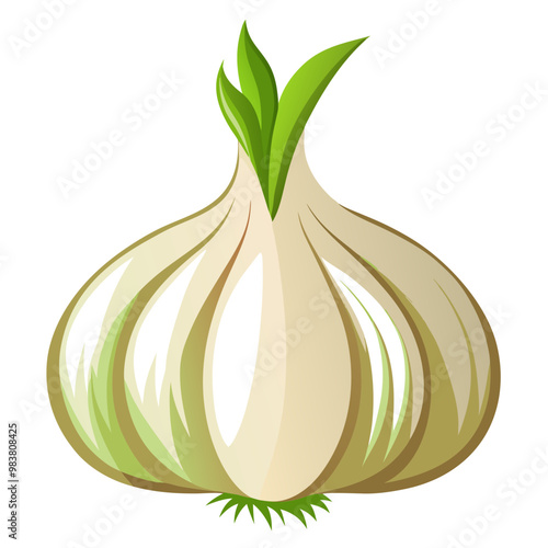 Fresh organic garlic vector illustration
