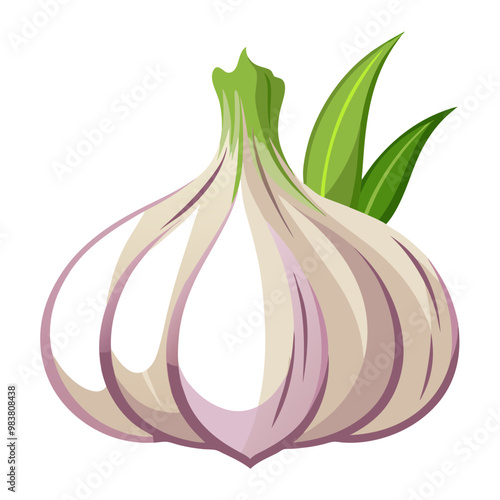 Fresh organic garlic vector illustration
