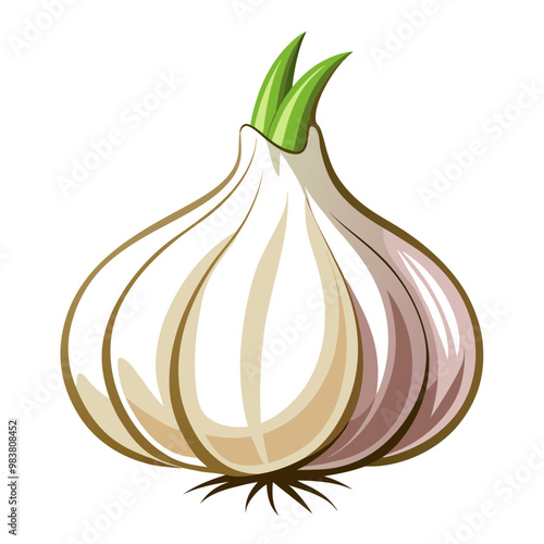 Fresh organic garlic vector illustration
