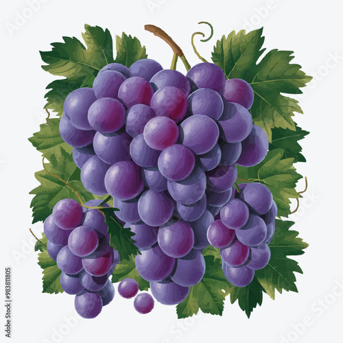 Create a detailed vector illustration of a bunch of grapes with a green leaf   