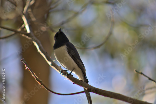 Leaden Flycatcher
(Myiagra rubecula) photo