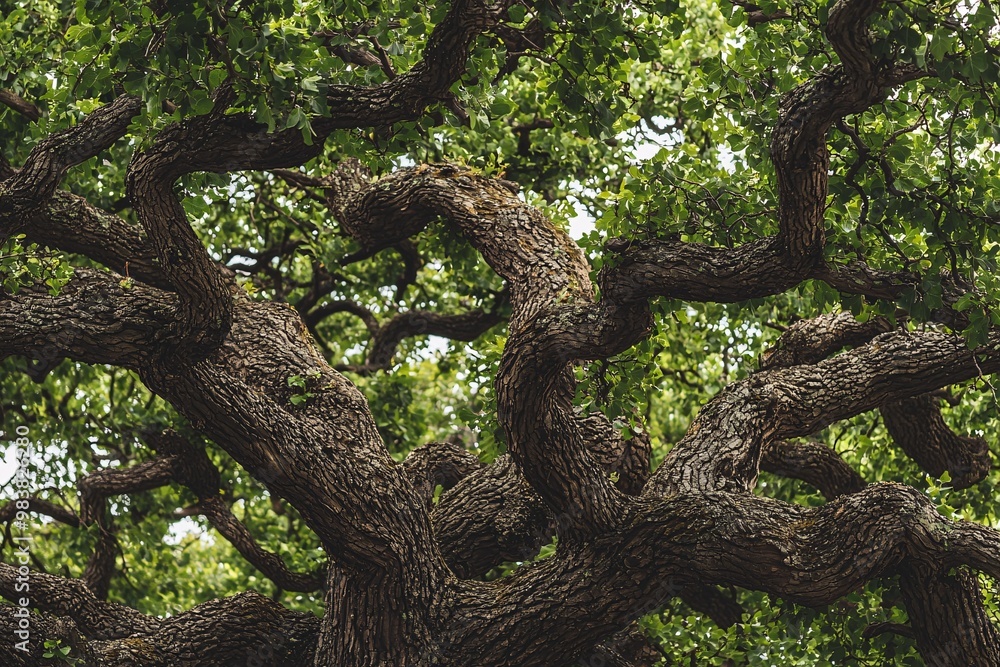 Twisted branches and rugged bark of ancient trees form a captivating organic masterpiece adorned with vibrant foliage. Twisted branches and rugged bark of ancient trees form a captivating organic masterpiece adorned with vibrant foliage.