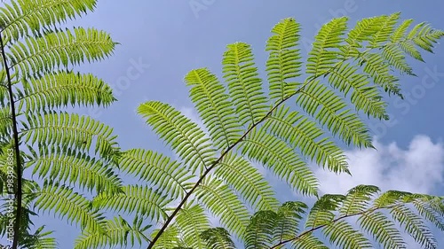 Fern leaves of Cibotium barometz against blue sky photo