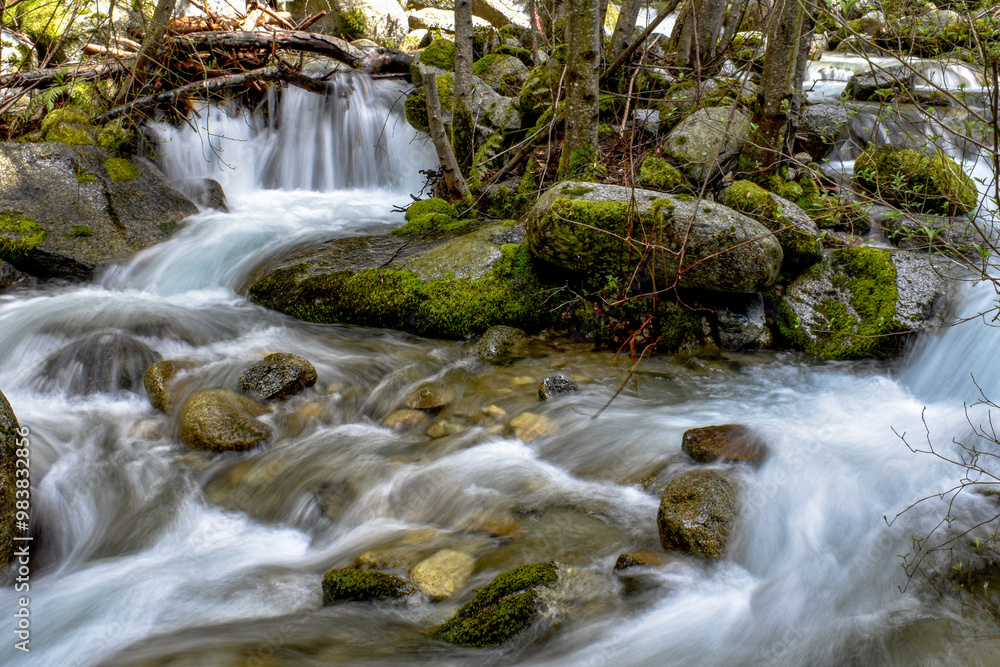 Cascading stream in the forest Cascading stream in the forest