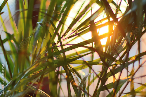 Close-up of an Areca palm houseplant in the beautiful morning light, with Areca palm leaves illuminated by the morning sun. photo