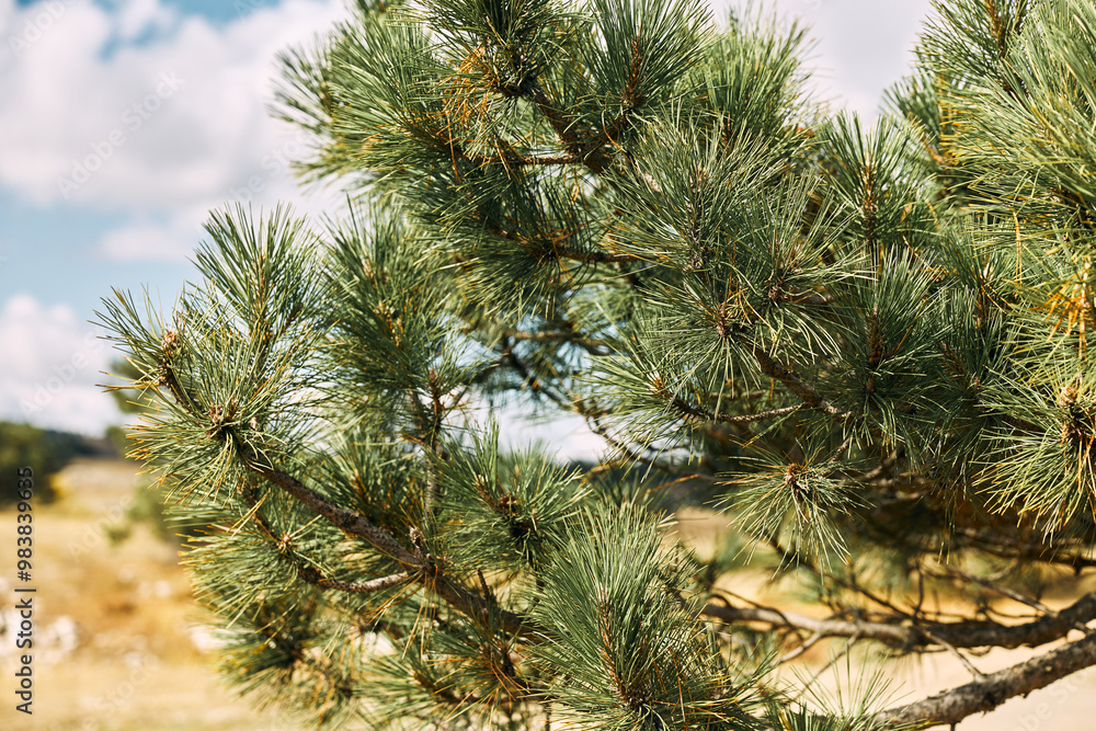 Beautiful pine tree standing tall in a vast grassy field under a clear blue sky on a peaceful summer day Beautiful pine tree standing tall in a vast grassy field under a clear blue sky on a peaceful summer day