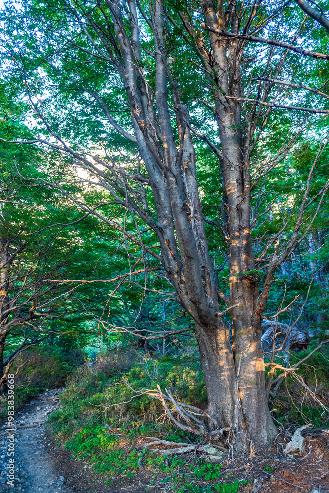 Fototapeta premium Impressive morning light on a hike up to Mirador Frances and Brittanico in Torres Del Paine national park, Patagonia, Chile.
