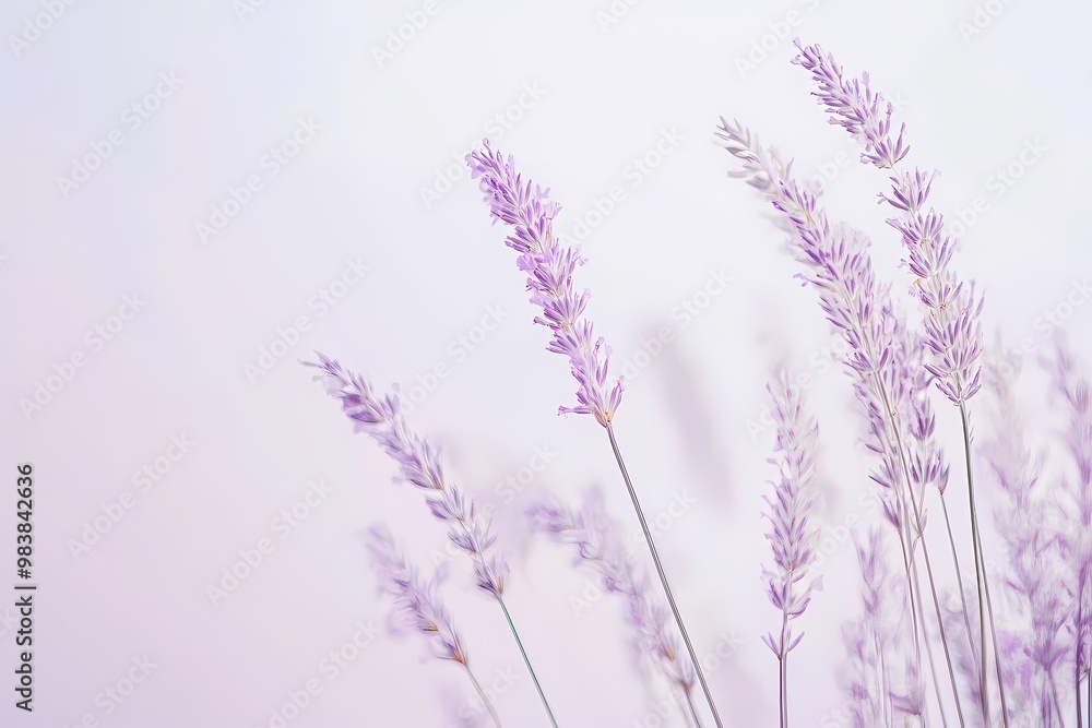 Obraz premium Delicate Lavender Grass Against Soft Background