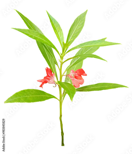 Garden Balsam, flowers isolated on transparent background