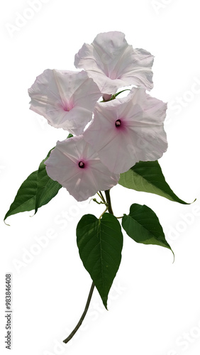 Morning-glory, ipomoea carnea jacq, flowers bloom in the sunlight isolated on transparent background