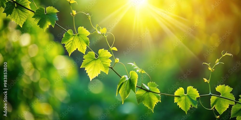 Obraz premium Delicate green leaves unfurl along a wispy vine, their stems dancing towards the radiant light that diffuses into