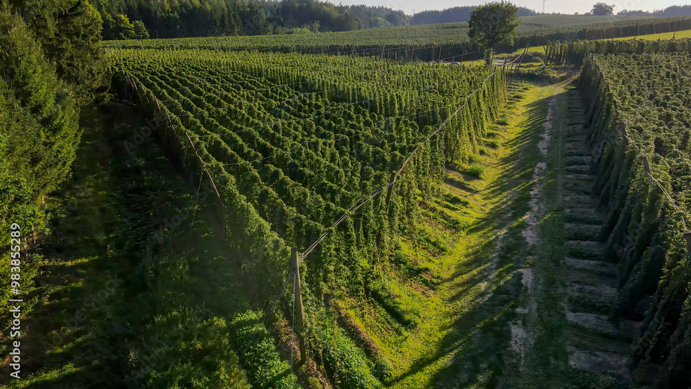Bavarian hop field from top with walking forest path in between Bavarian hop field from top with walking forest path in between