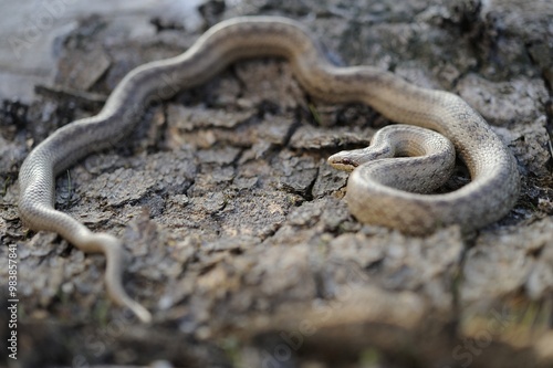 Smooth snake  photo