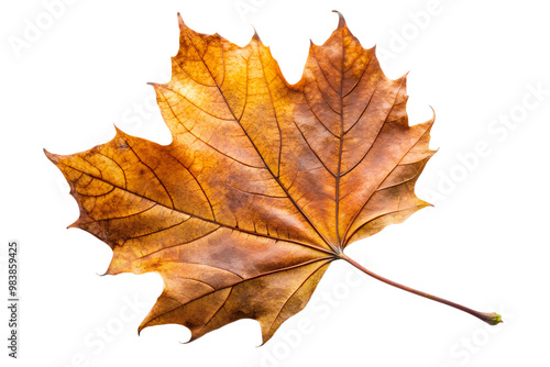 Wallpaper Mural Autumn maple leaf in orange, yellow, and brown isolated on transparent background Torontodigital.ca