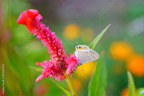 ケイトウの花とウラナミシジミ photo