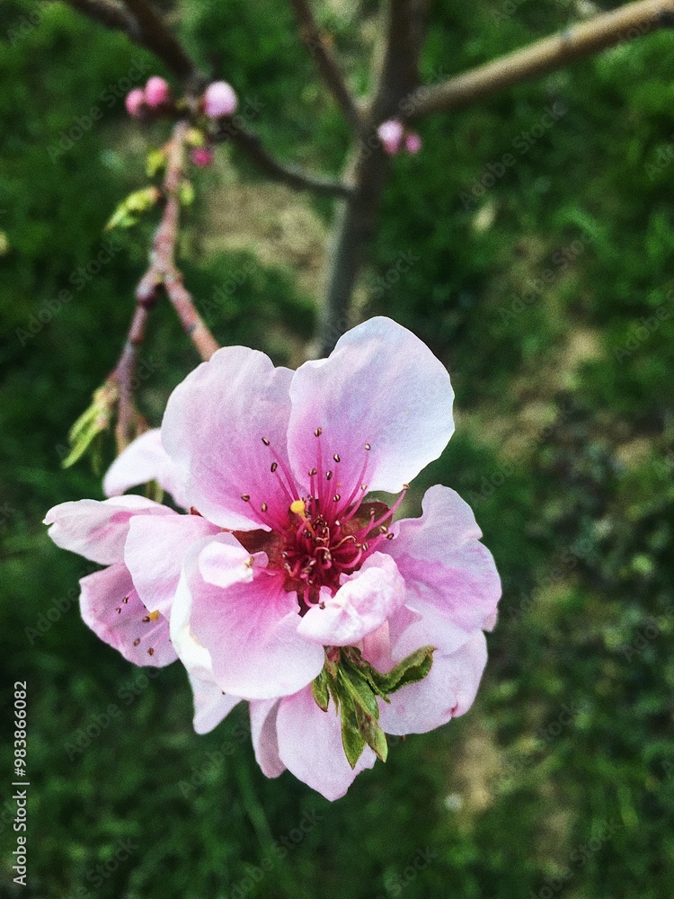 A close up of a pink tree blossom in spring A close up of a pink tree blossom in spring