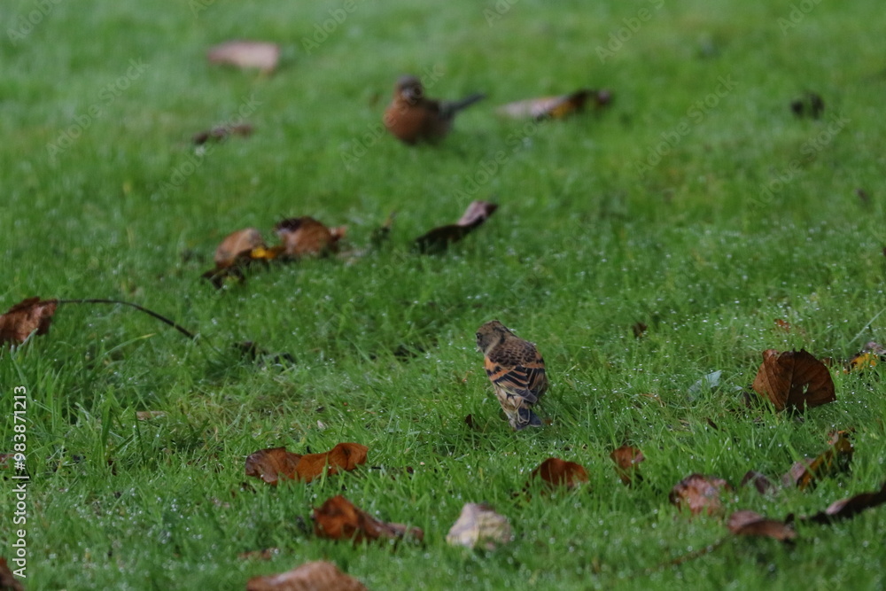 brambling brambling