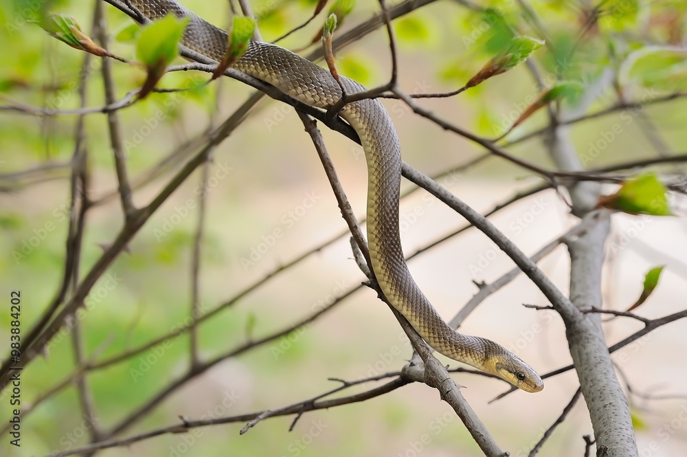 Naklejka premium Aesculapian snake on green tree