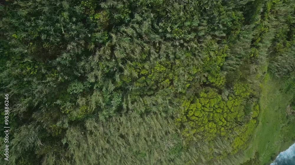 Lush green coastline meets rocky shore and ocean waves from a high aerial view Lush green coastline meets rocky shore and ocean waves from a high aerial view