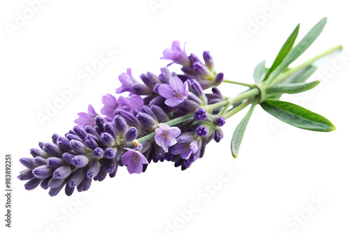 Close-up of purple lavender flower isolated on transparent background
