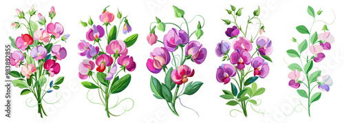 Elegant Sweet Pea Flower Illustration - Soft Pink and Red Petals with Lush Green Leaves, Ideal for Romantic and Spring Themes, Sweet Pea Flower vector Illustration, Sweet Pea vector Illustration