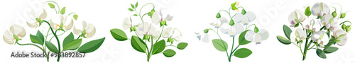 Elegant Sweet Pea Flower Illustration - Soft Pink and Red Petals with Lush Green Leaves, Ideal for Romantic and Spring Themes, Sweet Pea Flower vector Illustration, Sweet Pea vector Illustration