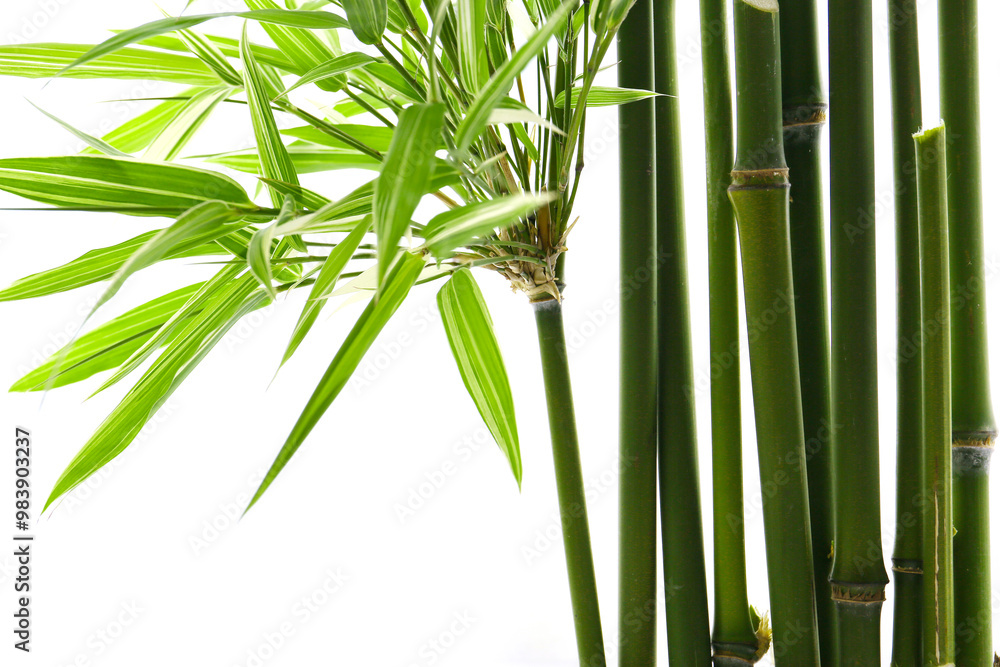 Obraz premium botanical background of broad-leaf bamboo